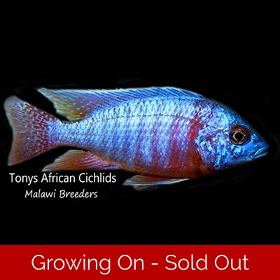 Aulonocara Burgundy Blue *Line Bred* - COLOURED SEXED PAIR 10-12cm females smaller